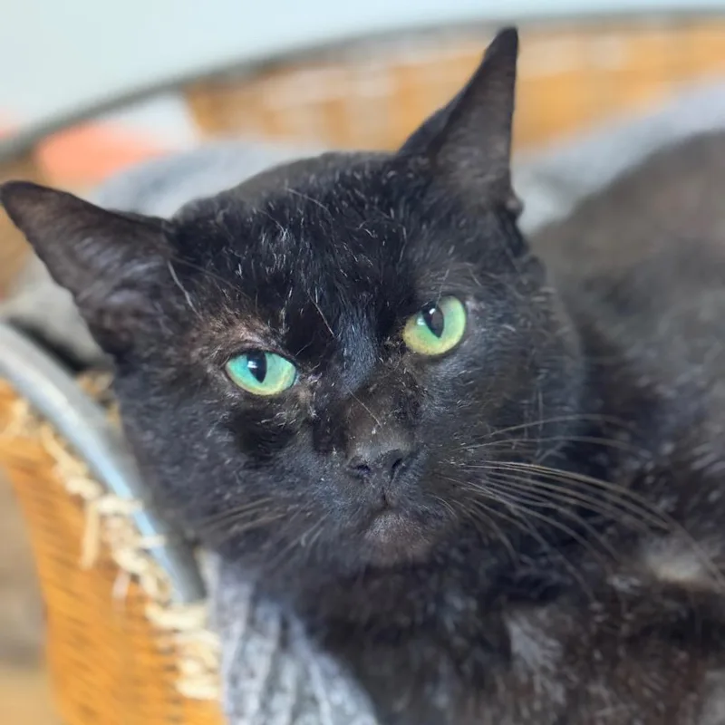 Al Gresham thumbnail 4