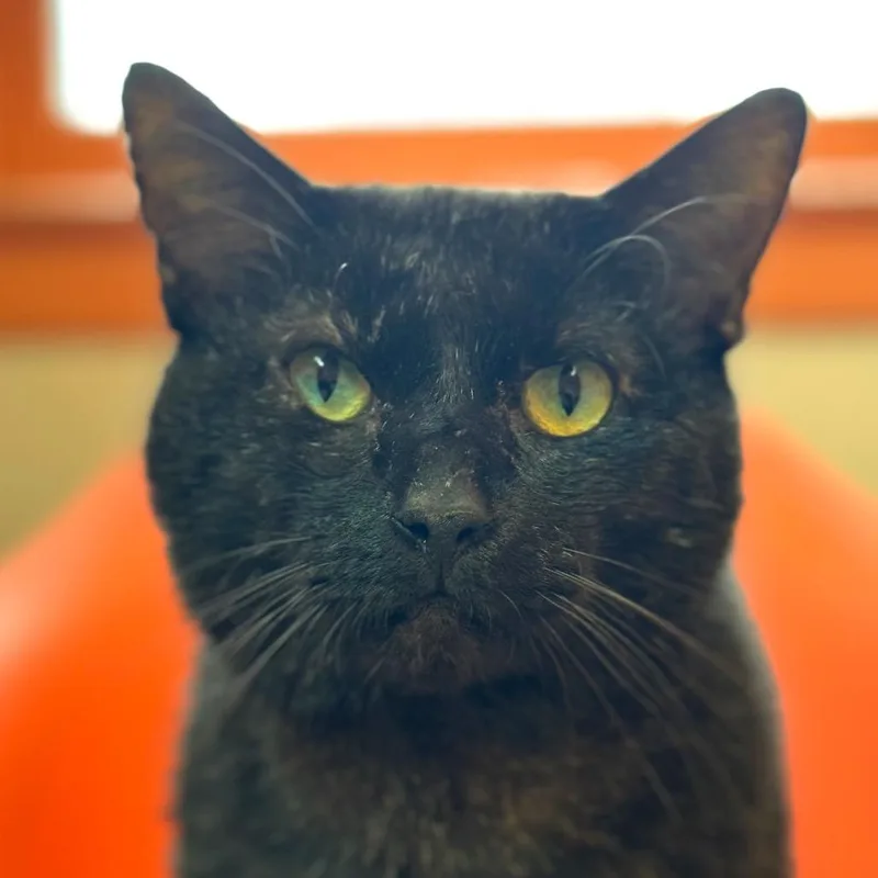 Al Gresham thumbnail 6