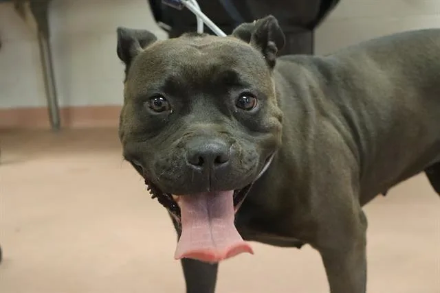 An adult large-sized female Mixed Breed dog named Slate for adoption in Columbia, SC