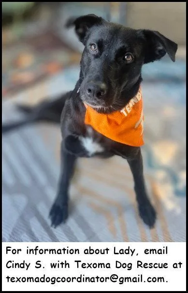 An adult large-sized female Black Labrador Retriever dog named Lady for adoption in Oak Ridge, TN
