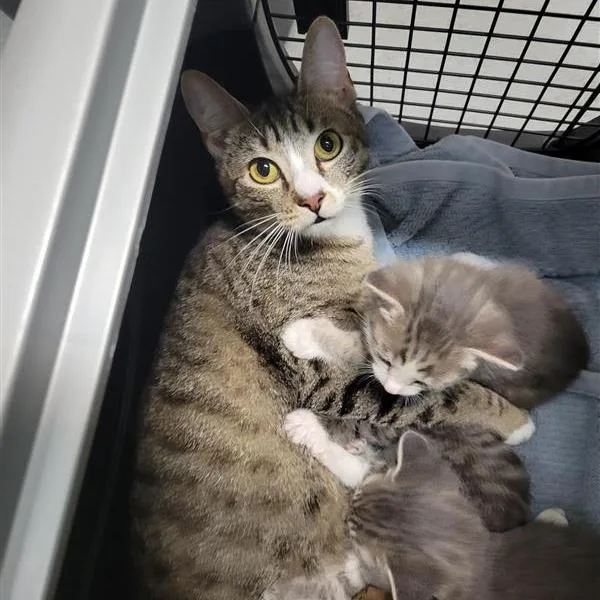 A young medium-sized female Brown / Chocolate Domestic Short Hair cat named Chica for adoption in Tacoma, WA