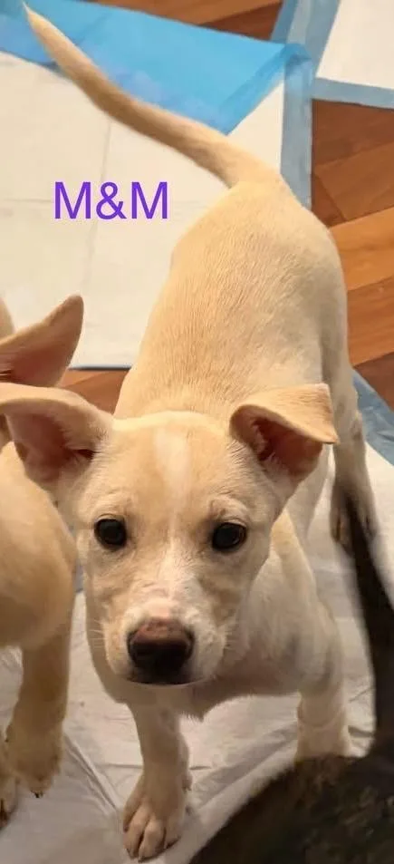 A baby small-sized female Shepherd dog named M&m for adoption in Newnan, GA