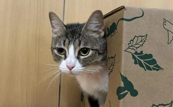 An adult medium-sized female Domestic Short Hair cat named Violet for adoption in Saint Louis, MO