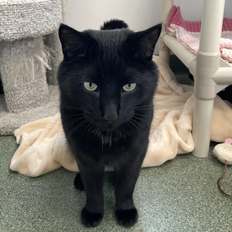 An adult medium-sized male Black Domestic Short Hair cat named Dennis for adoption in Thomaston, ME