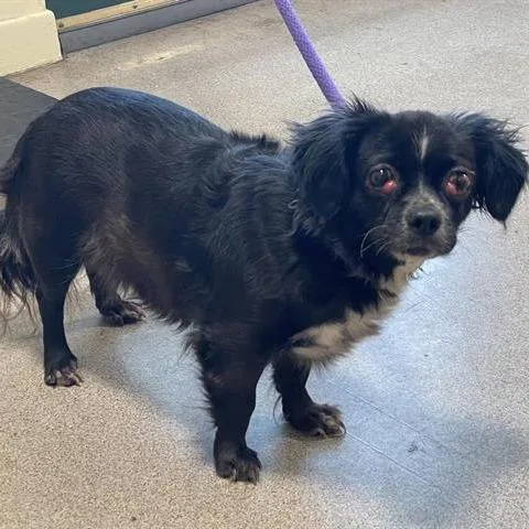 A senior small-sized female Black Cavalier King Charles Spaniel dog named Maisie for adoption in Pasadena, CA