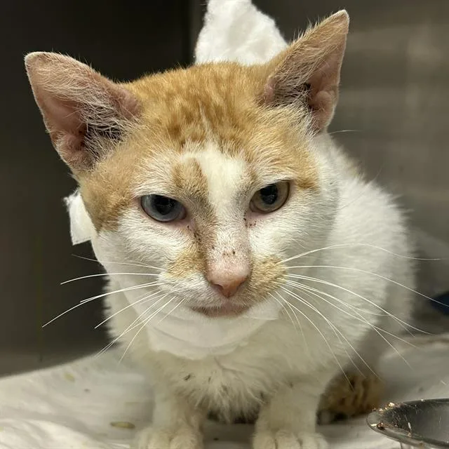 An adult medium-sized male Domestic Short Hair cat named Willow for adoption in San Antonio, TX
