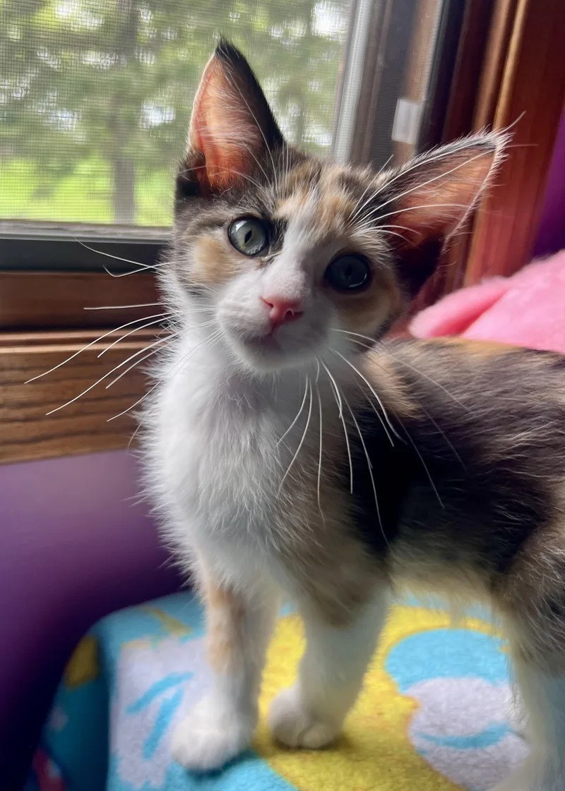 A baby small-sized female Calico Domestic Short Hair cat named Petunia for adoption in Faribault, MN