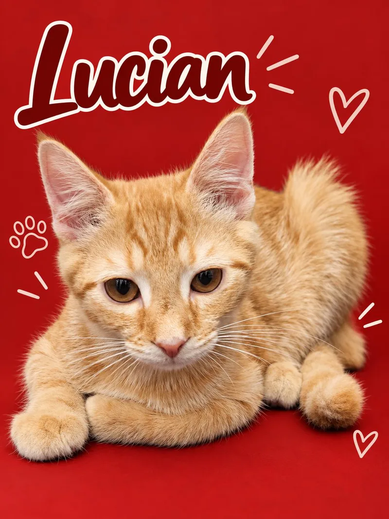 A baby medium-sized male Tabby (Orange / Red) Tabby cat named LucianDC for adoption in Greenville, DE