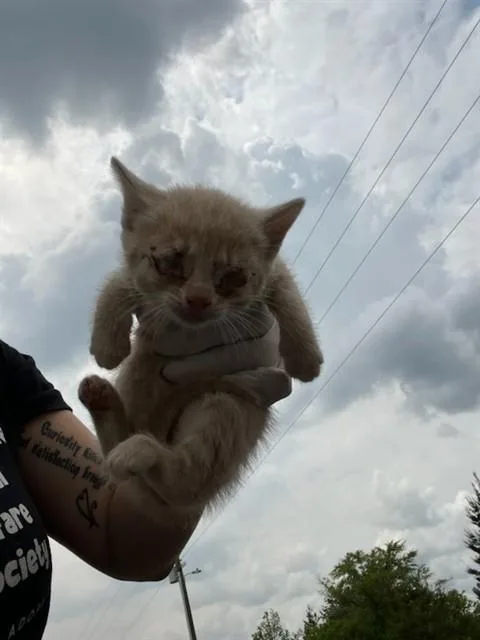 A baby small-sized male Domestic Short Hair cat named Chicken Nugget Supreme for adoption in Fort Walton Beach, FL