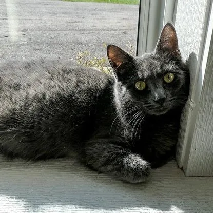 An adult medium-sized female Gray / Blue / Silver Domestic Short Hair cat named Artemis for adoption in Geneseo, IL