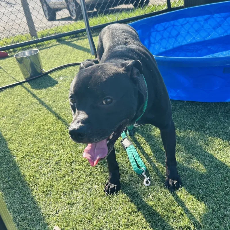 An adult medium-sized male Black Mixed Breed dog named Gummy Bear for adoption in Philadelphia, PA