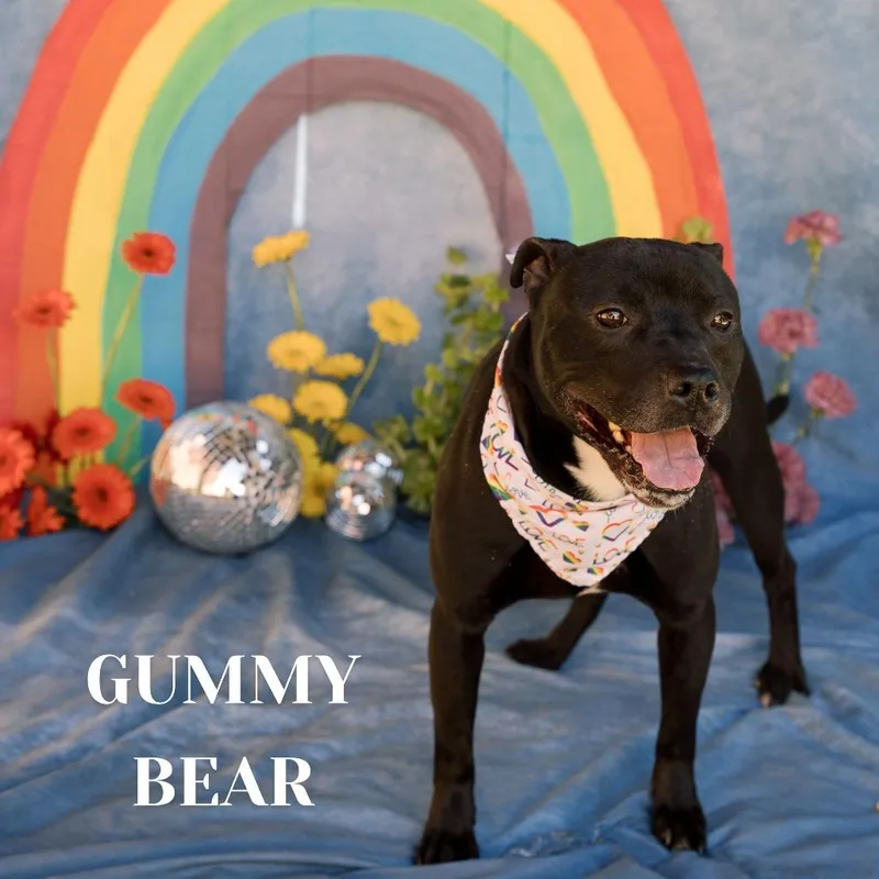 Gummy Bear thumbnail 4