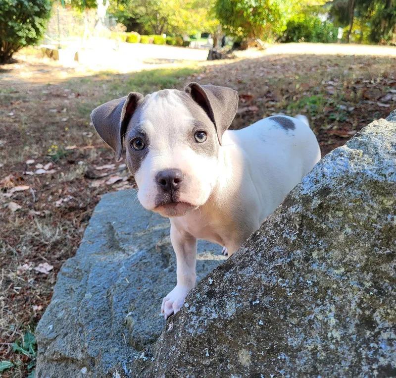 A baby medium-sized female White / Cream American Staffordshire Terrier dog named Apulia for adoption in Lacey, WA