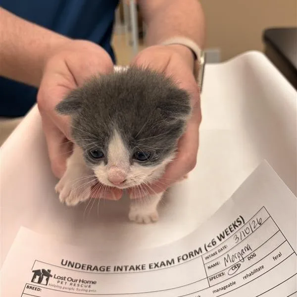A baby small-sized female Gray / Blue / Silver Domestic Short Hair cat named Morgana for adoption in Tempe, AZ