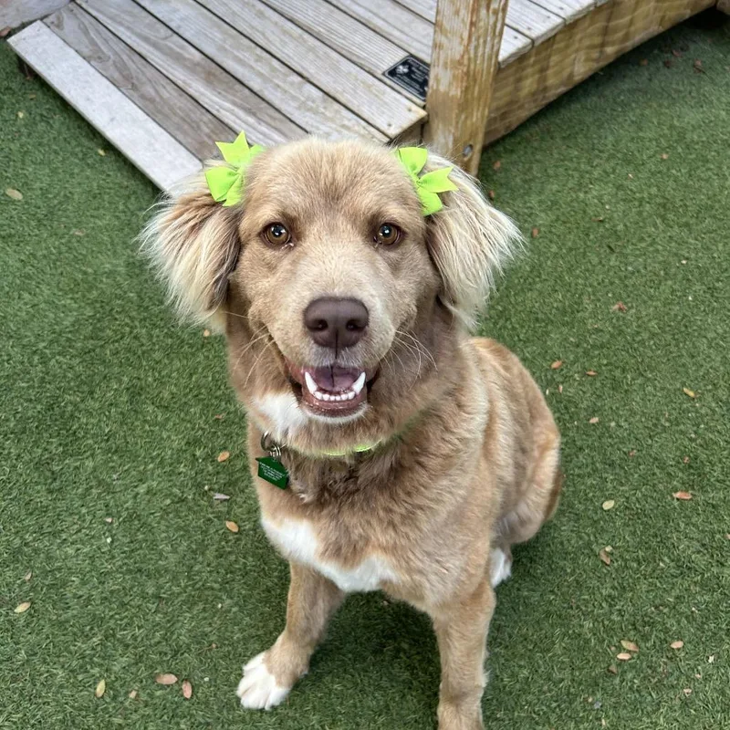 An adult medium-sized female Flat-Coated Retriever dog named Aggie Cromwell for adoption in San Diego, CA