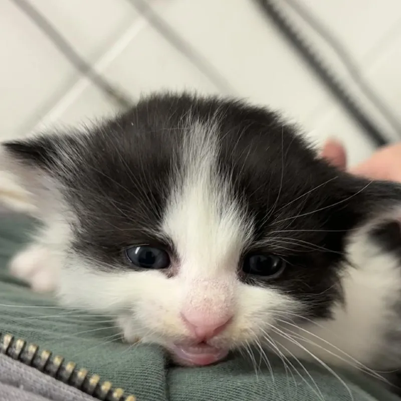 Skunk