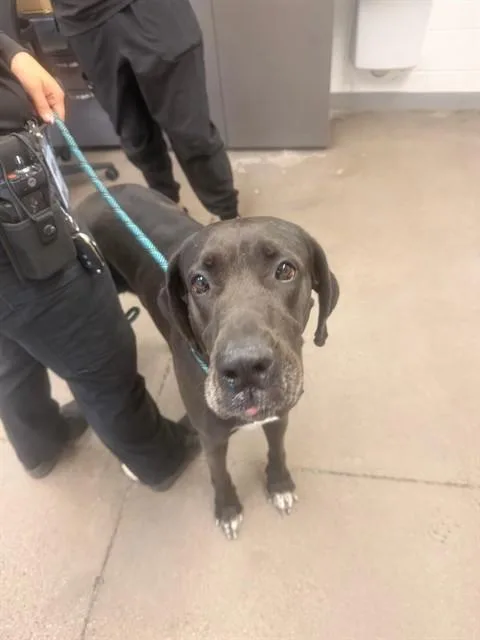An adult large-sized female Great Dane dog named Khaleesi for adoption in Mesa, AZ