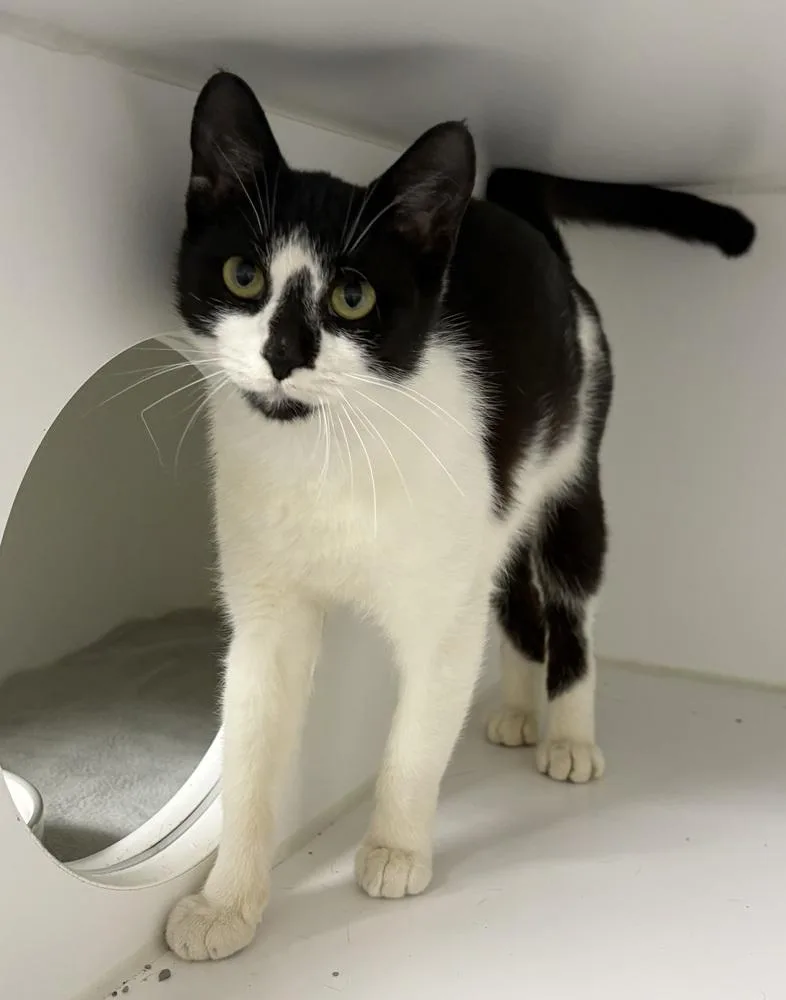 An adult medium-sized female Black & White / Tuxedo Domestic Short Hair cat named Ursula for adoption in Rochester, IN