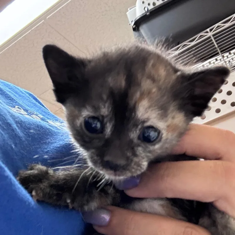 A baby small-sized female Brown / Chocolate Domestic Short Hair cat named Pip for adoption in Santa Barbara, CA