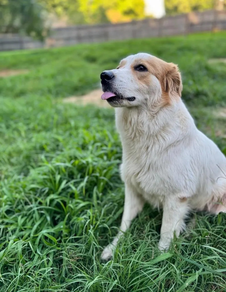 A young large-sized female Great Pyrenees dog named Georgia Mae for adoption in Princeton, MA