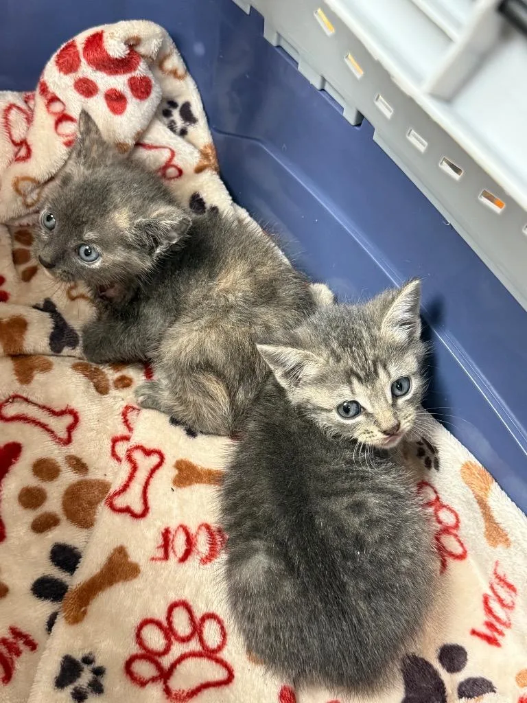 A baby medium-sized female Domestic Short Hair cat named Lyla for adoption in Sorrento, LA