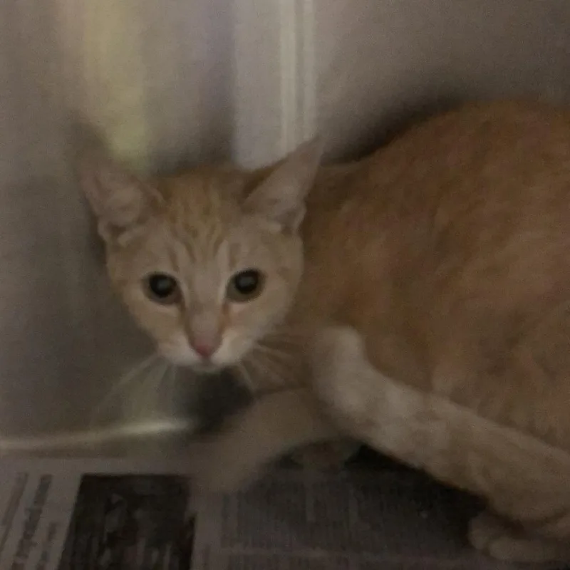 An adult medium-sized female Buff / Tan / Fawn Domestic Short Hair cat named Brandy for adoption in Oak Park, IL