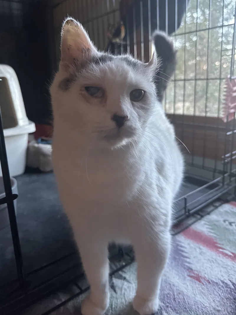 A senior large-sized female Gray & White Turkish Van cat named Annie for adoption in Franklinville, NJ