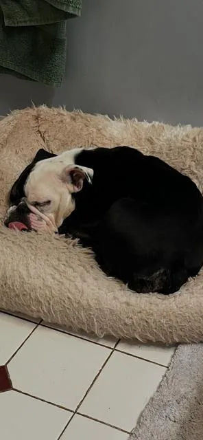 A young medium-sized female American Bulldog dog named Winnie for adoption in Chambersburg, PA