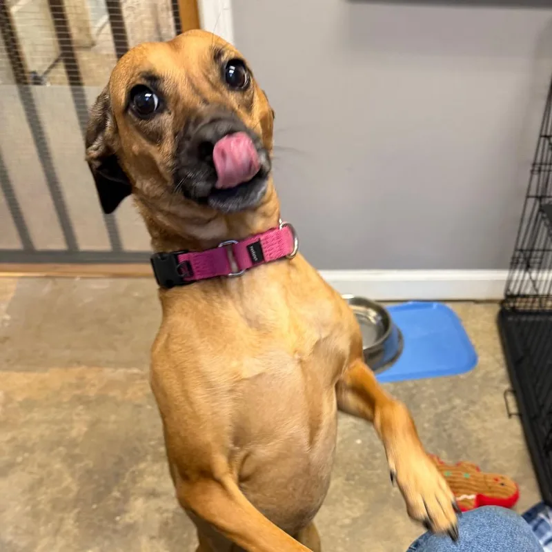 An adult medium-sized female Hound dog named Riley for adoption in Knoxville, TN