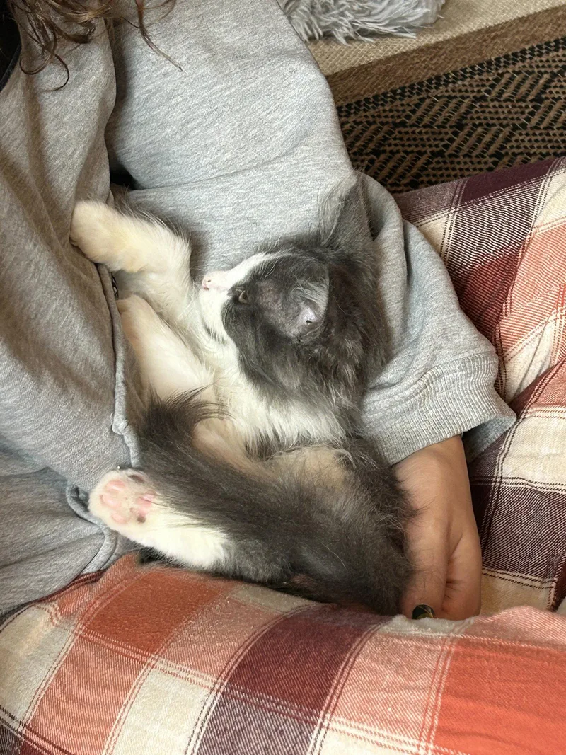 A baby medium-sized male Gray & White Domestic Medium Hair cat named Boomerang for adoption in Walled Lake, MI