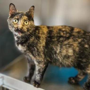 A young small-sized female Domestic Short Hair cat named Tortellini for adoption in Barron, WI