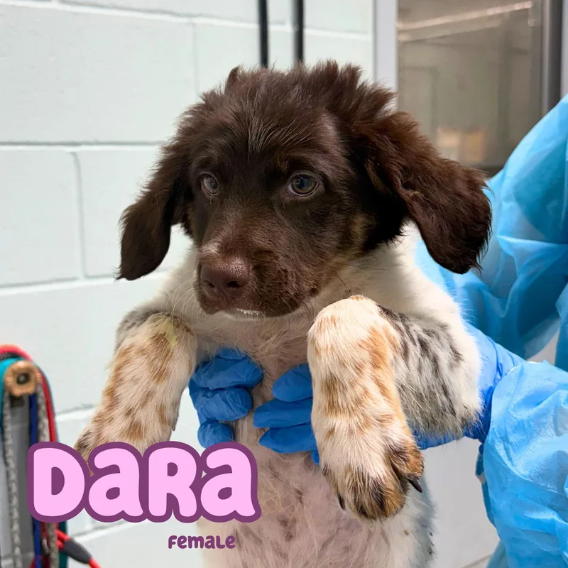 A baby medium-sized female Brown / Chocolate Border Collie dog named Dara for adoption in Bardstown, KY