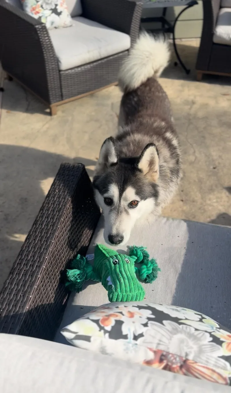 Kingston thumbnail 2