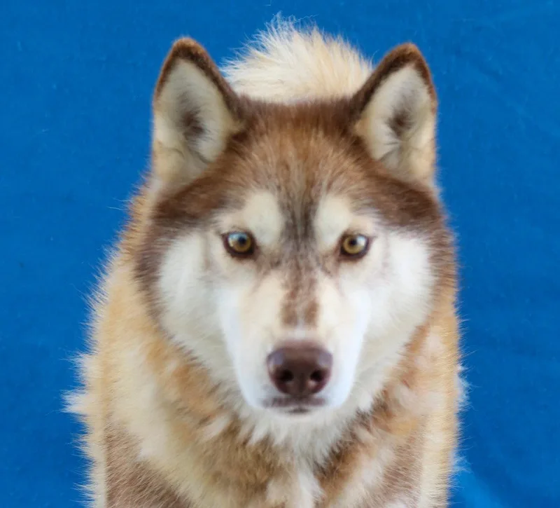 An adult medium-sized male Siberian Husky dog named Brownie for adoption in Pasadena, CA