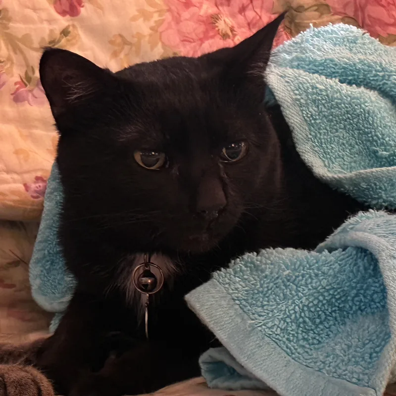An adult medium-sized male Black & White / Tuxedo Domestic Short Hair cat named Papa Sumi for adoption in Upper Sandusky, OH