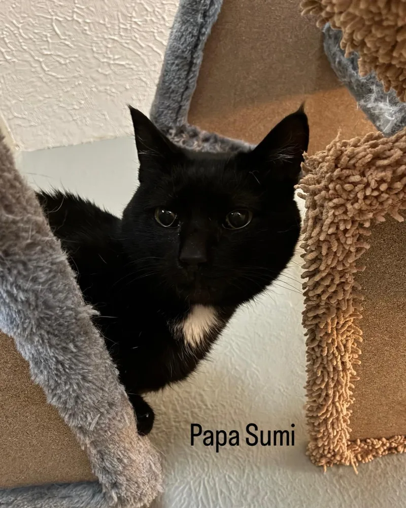 Papa Sumi thumbnail 2