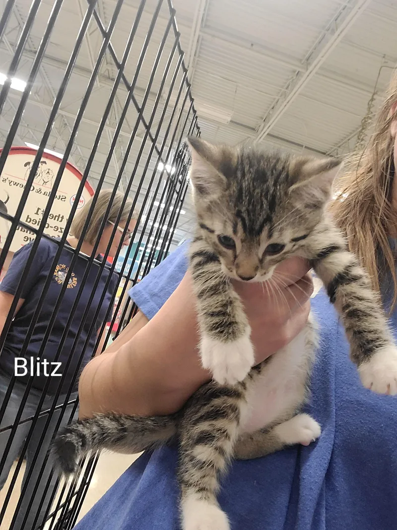 A baby medium-sized male Tabby (Tiger Striped) Domestic Short Hair cat named Blitz for adoption in Gerrardstown, WV
