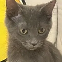 A baby medium-sized female Gray / Blue / Silver Domestic Medium Hair cat named Kuromi for adoption in Phoenix, AZ