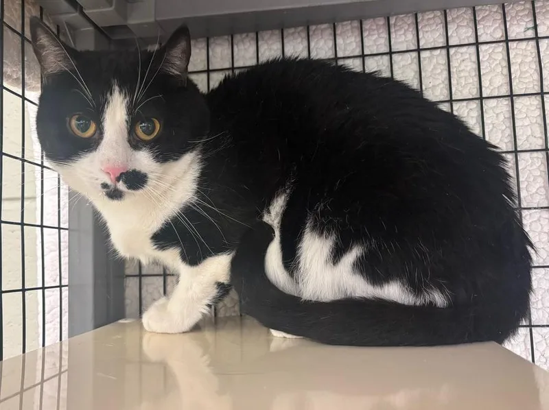 An adult medium-sized male Black & White / Tuxedo Domestic Short Hair cat named Mickey for adoption in Kalamazoo, MI
