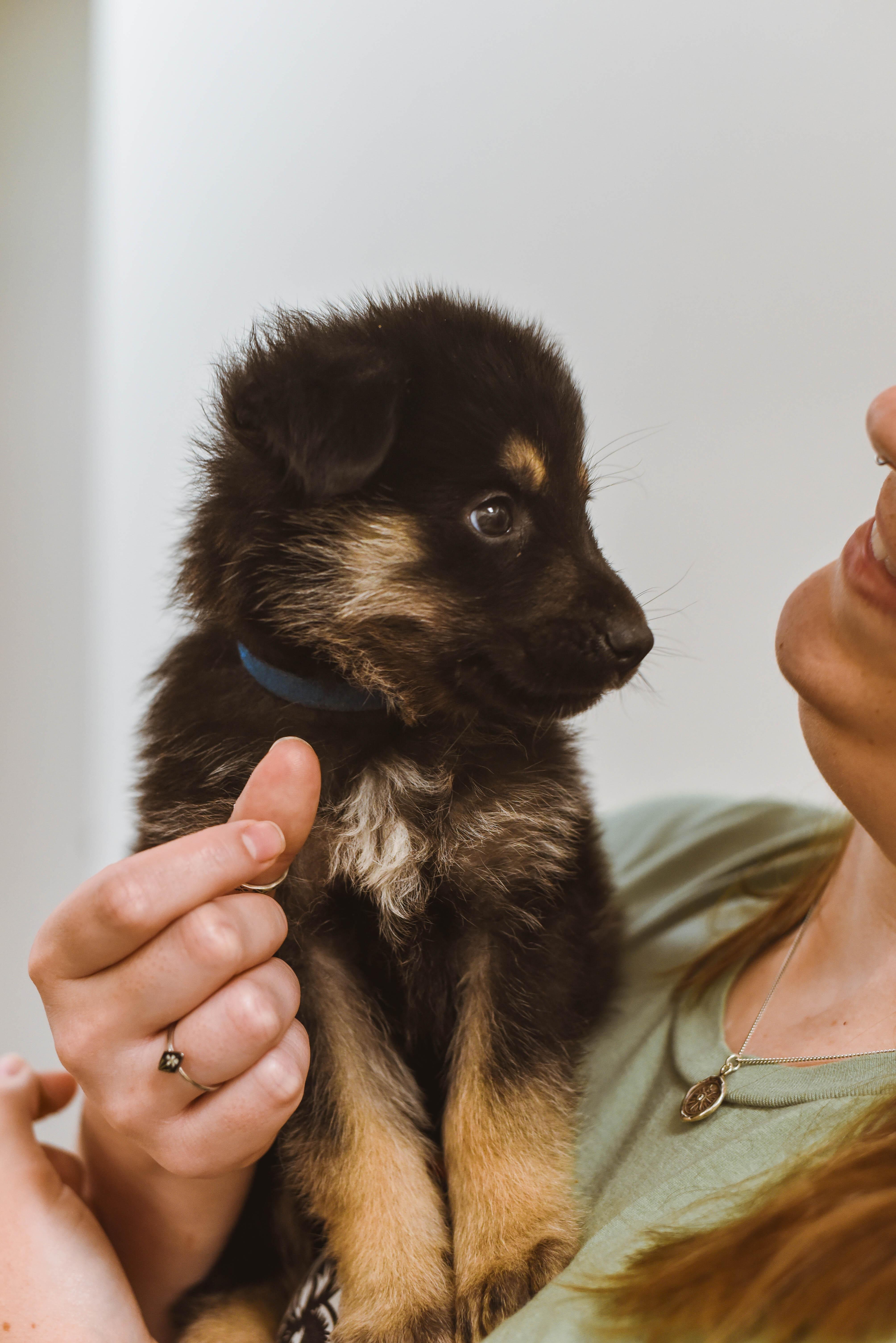 Potato Puppies thumbnail 2