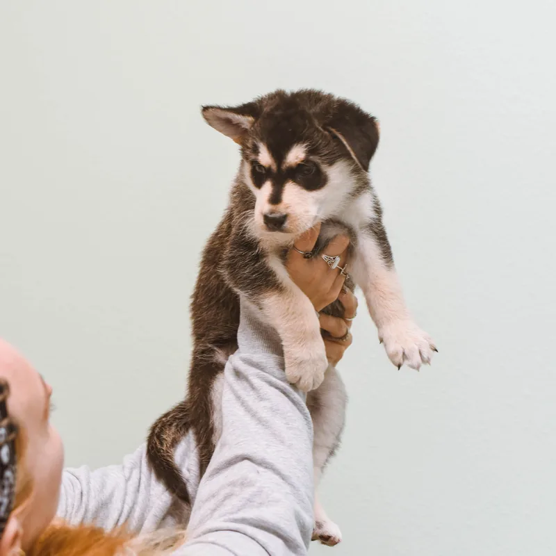 Potato Puppies thumbnail 3