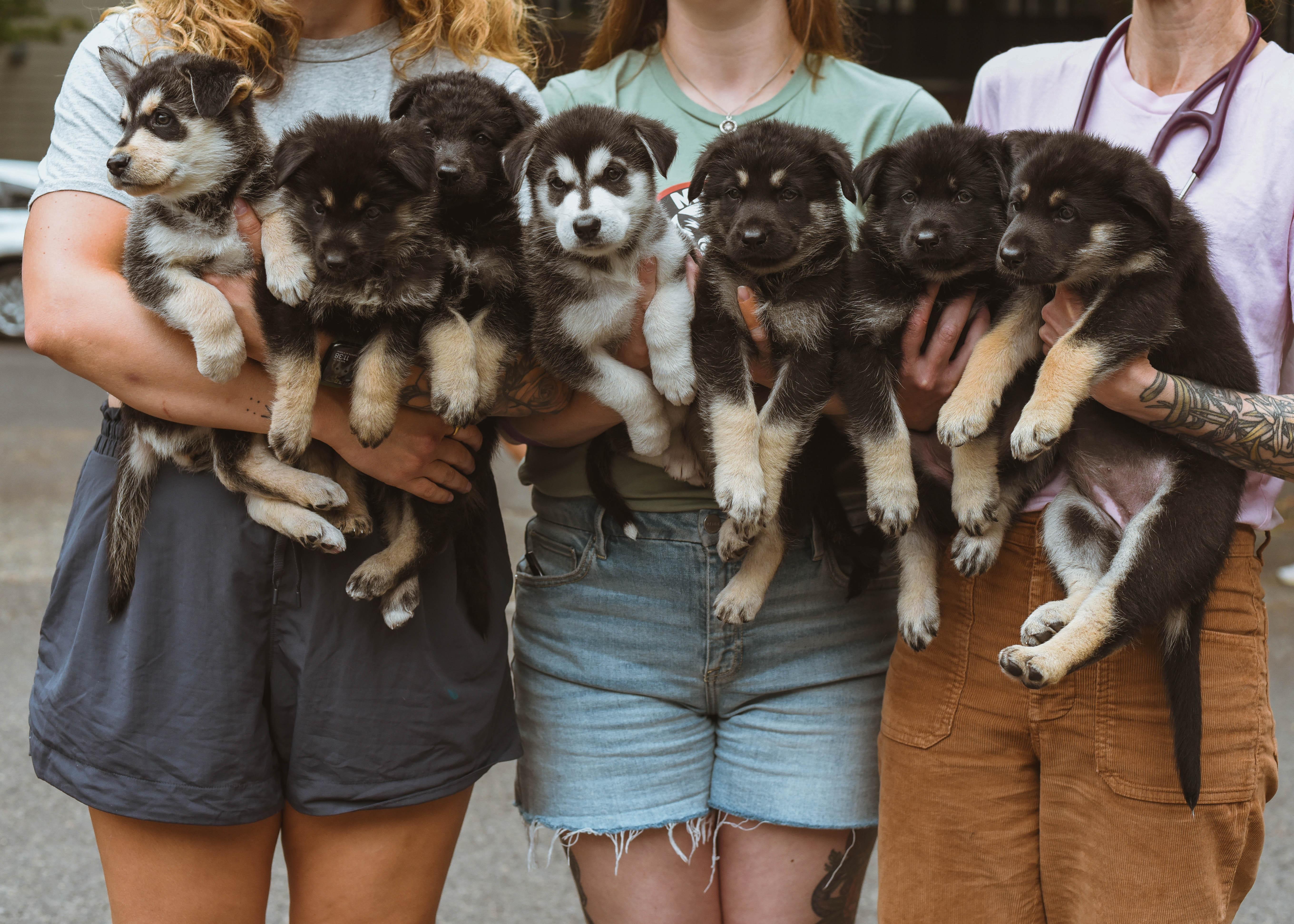 Potato Puppies thumbnail 5