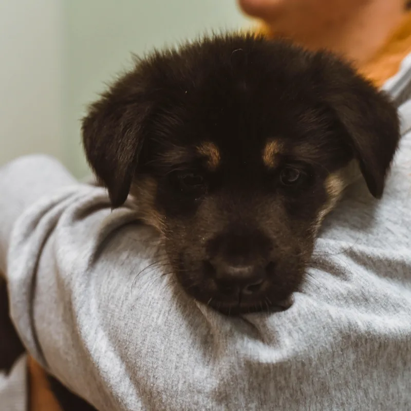 Potato Puppies thumbnail 6