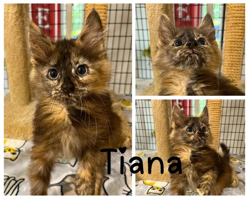 Tiana