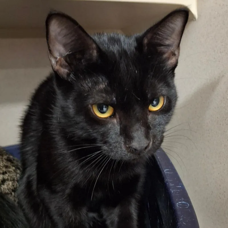 A baby medium-sized male Black Domestic Short Hair cat named Pintel for adoption in Lakeland, FL