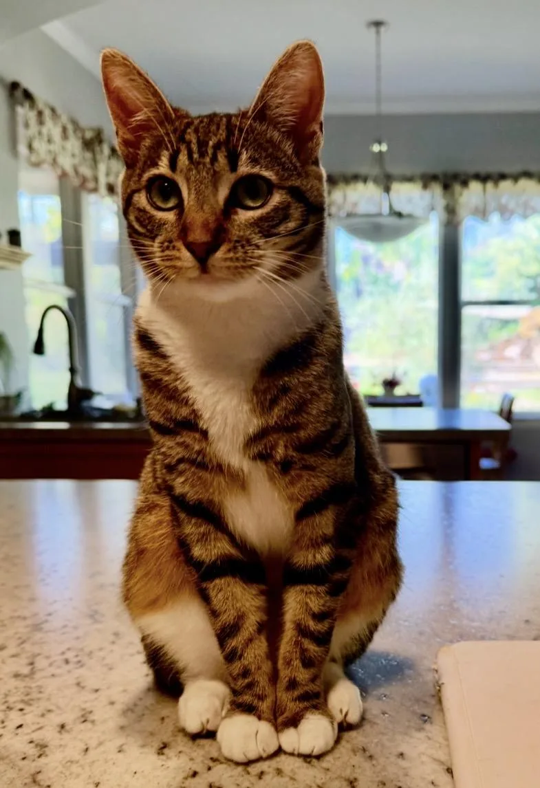 An adult medium-sized female Tabby (Brown / Chocolate) Domestic Short Hair cat named Flop With Tintin for adoption in Camarillo, CA
