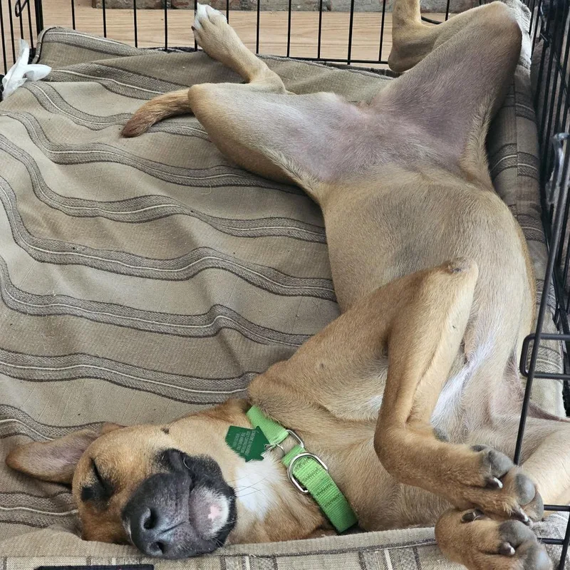 An adult medium-sized female Mixed Breed dog named Ruby for adoption in San Diego, CA