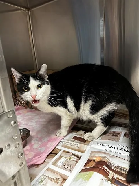 A young medium-sized male Domestic Short Hair cat named Cassian for adoption in Olivette, MO