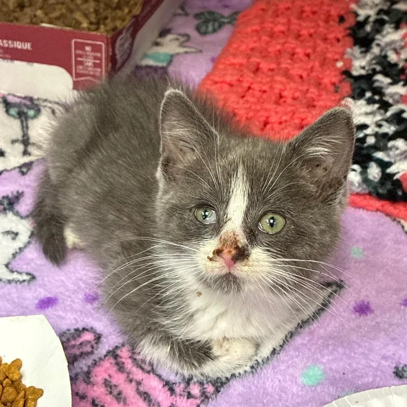 A baby small-sized female Gray / Blue / Silver Domestic Short Hair cat named Jennifur for adoption in Newark, NJ