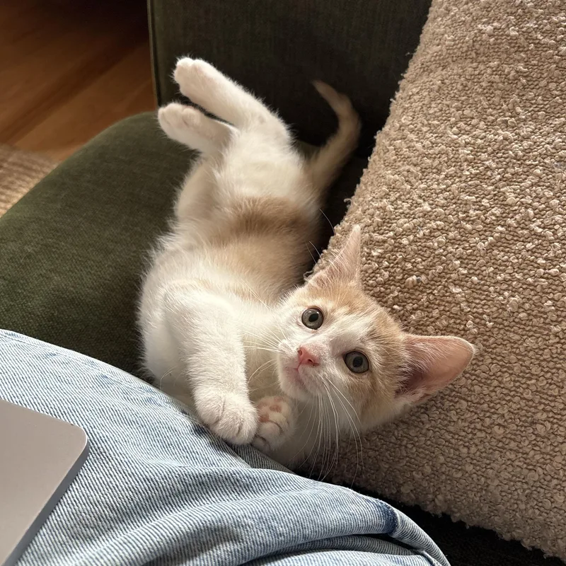 A baby medium-sized female Orange & White Domestic Short Hair cat named Buttercup for adoption in BROOKLYN, NY